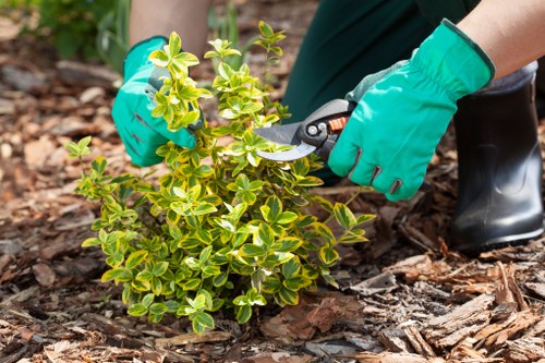 A gardener wearing bright turquoise gloves is pruning a small, dense shrub with variegated green and yellow leaves using a pair of garden secateurs. The shrub is situated in a garden bed with dark, rich soil and a layer of mulch composed of wood chips, which help retain moisture and suppress weeds. In the background, part of a paved patio area with grey stone slabs is visible, along with some wooden decking. The garden features a tidy, organized layout with the shrub positioned near a lawn area of lush, green grass, and a boundary hedge in the distance. The scene is set on a clear day, with natural light illuminating the vibrant foliage and highlighting the details of the garden's structure. This outdoor space demonstrates careful landscaping and maintenance, typical of professional gardening services in Bayswater involved in shrub pruning, plant care, and general garden upkeep, as reflected on the website gardeningservicesbayswater.co.uk.